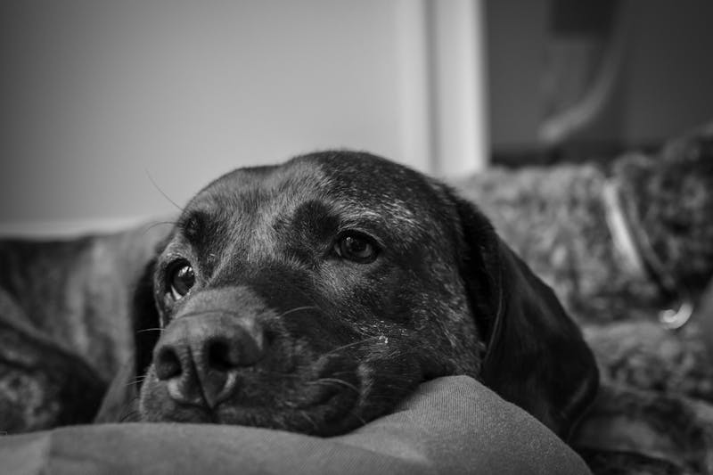 Puppy Photo