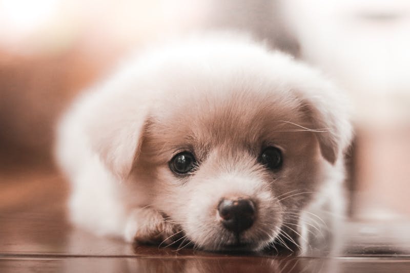 Puppy Photo