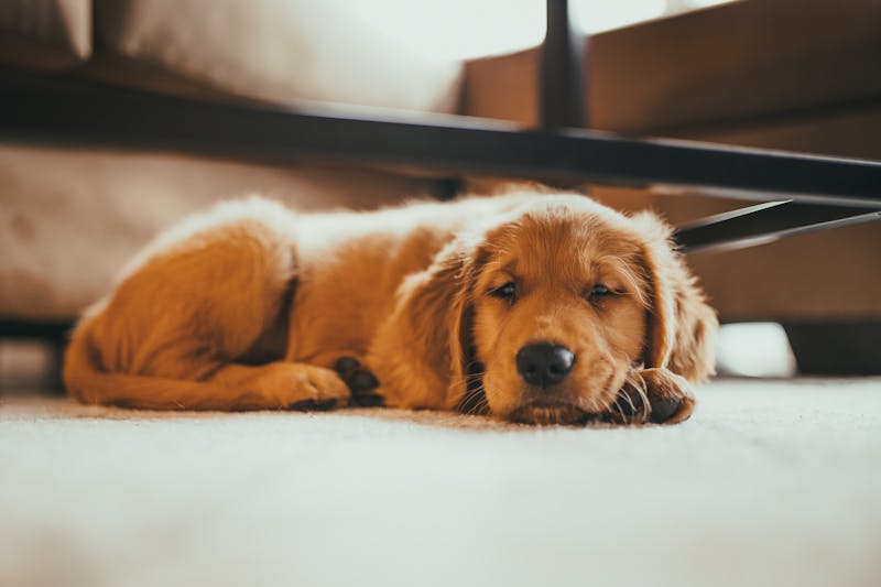 Puppy Photo