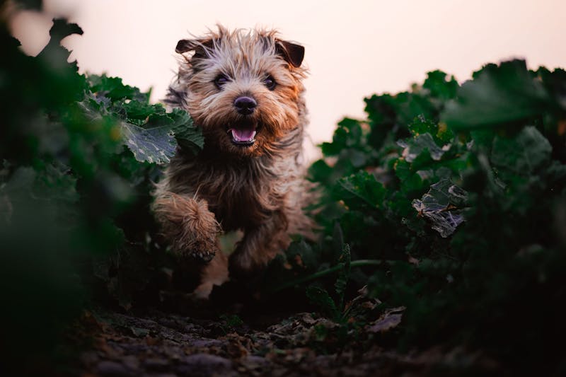 Puppy Photo