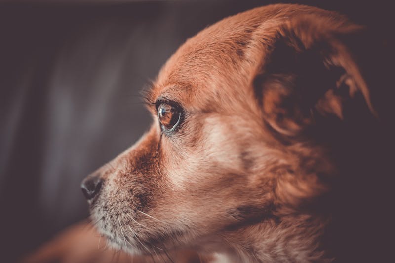 Puppy Photo
