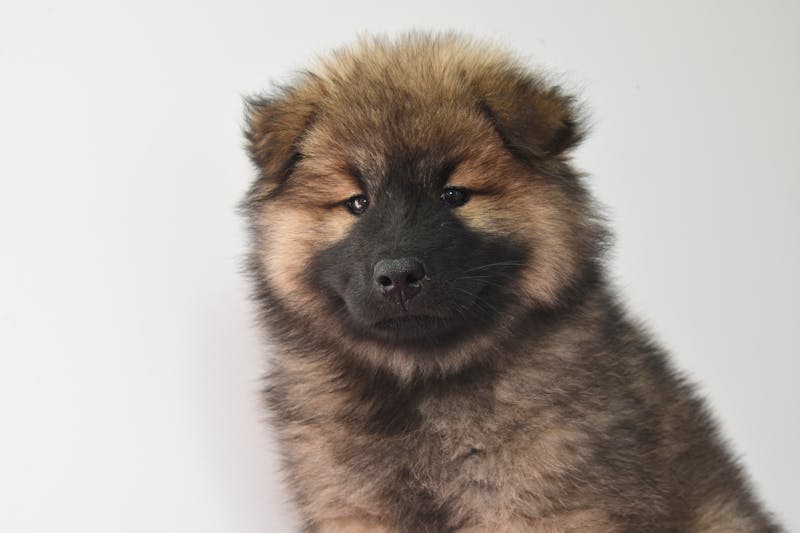 Puppy Photo