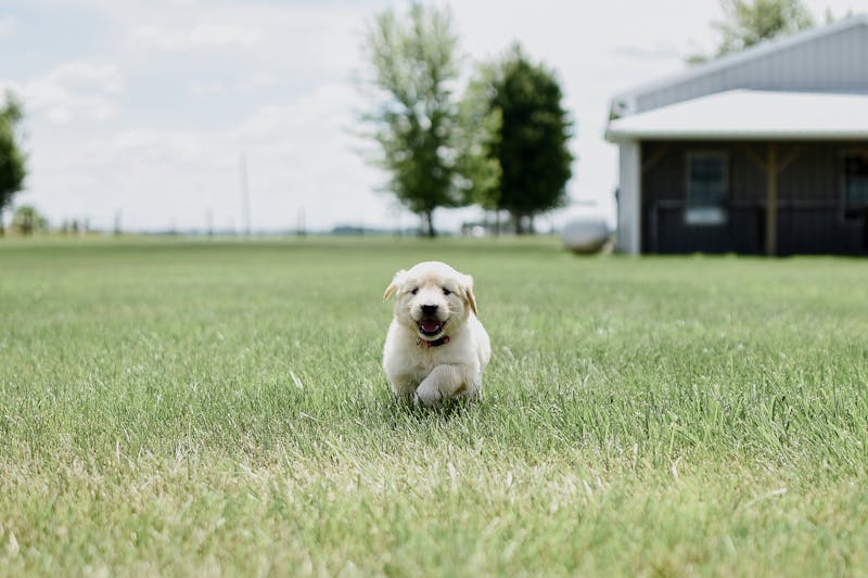 Puppy Photo