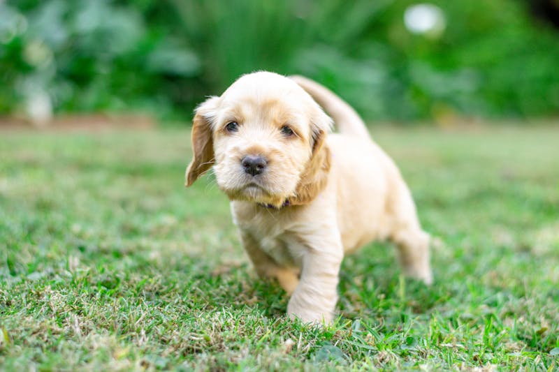 Puppy Photo