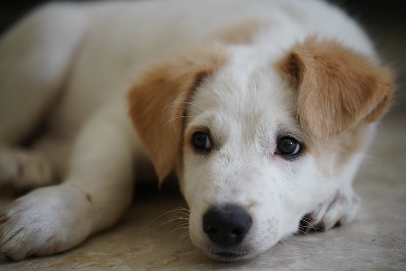 Puppy Photo