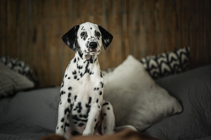 Puppy Photo