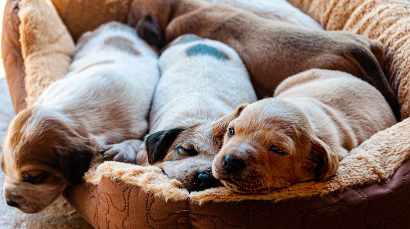 Puppy Photo