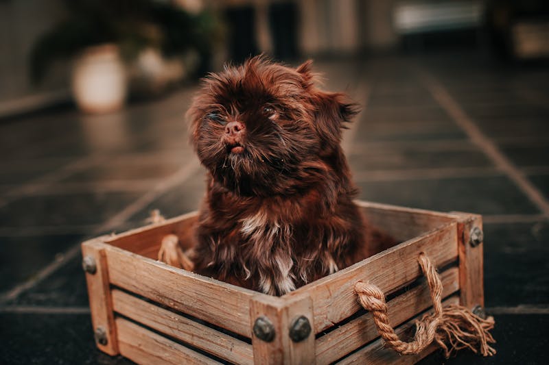 Puppy Photo