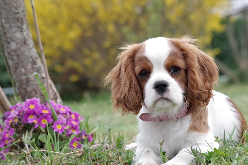 Puppy Photo