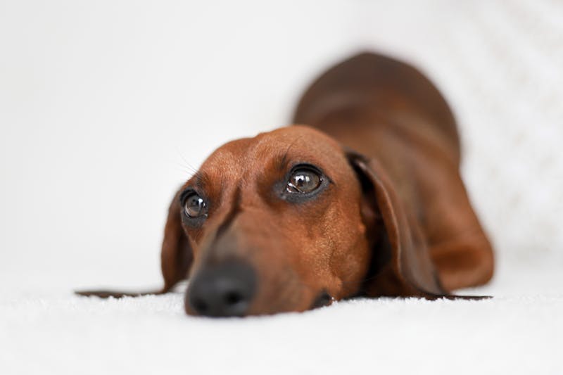 Puppy Photo