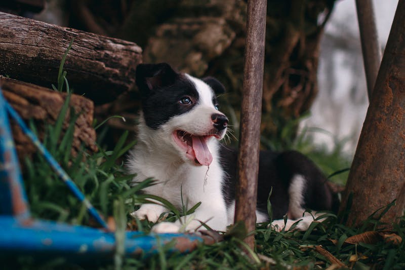 Puppy Photo