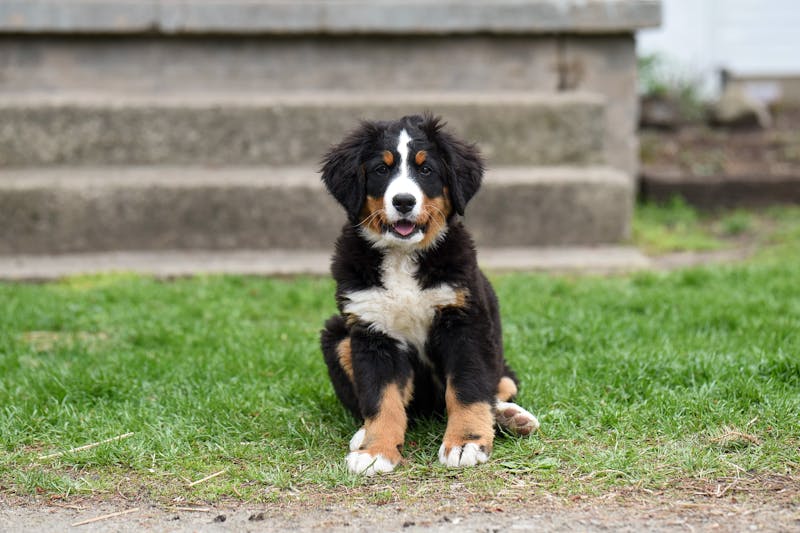 Puppy Photo
