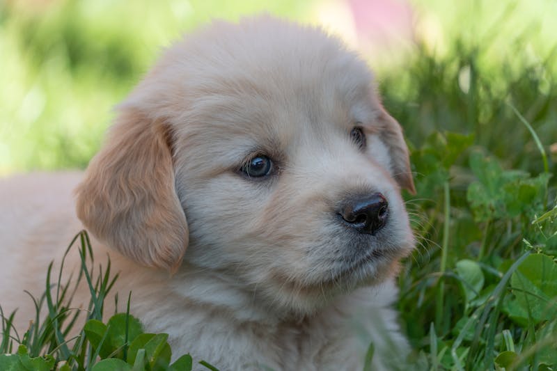 Puppy Photo