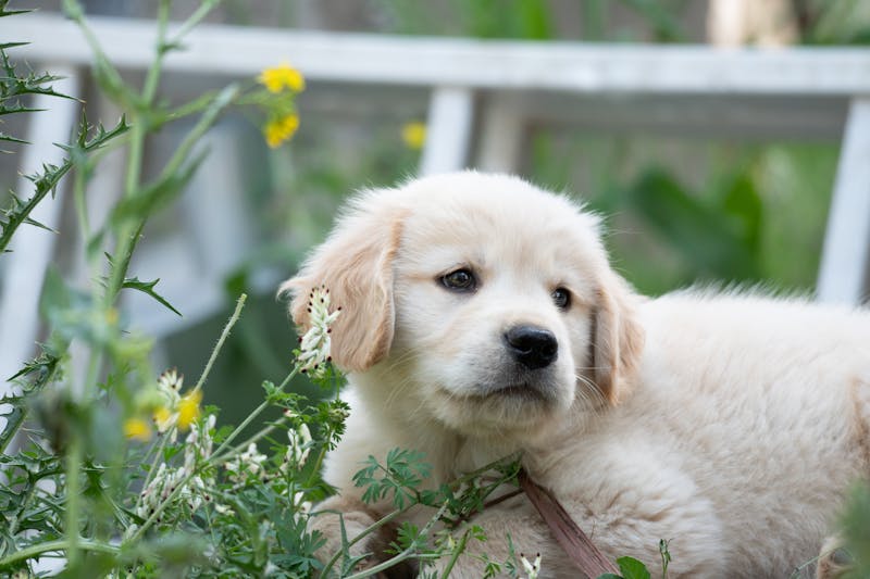 Puppy Photo