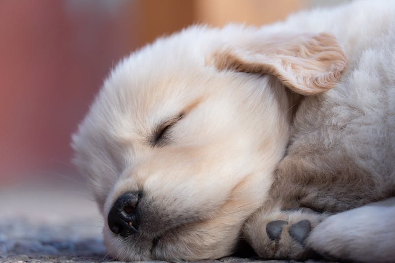 Puppy Photo