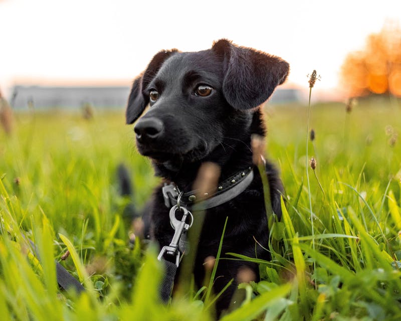 Puppy Photo