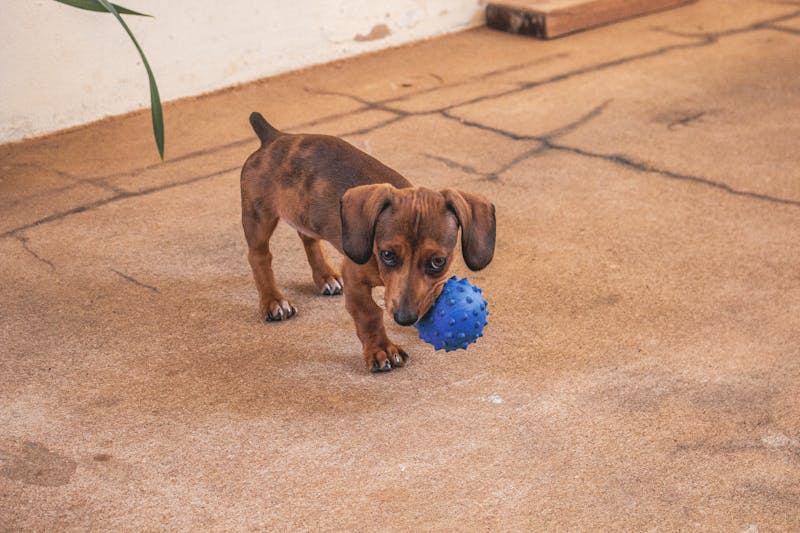 Puppy Photo