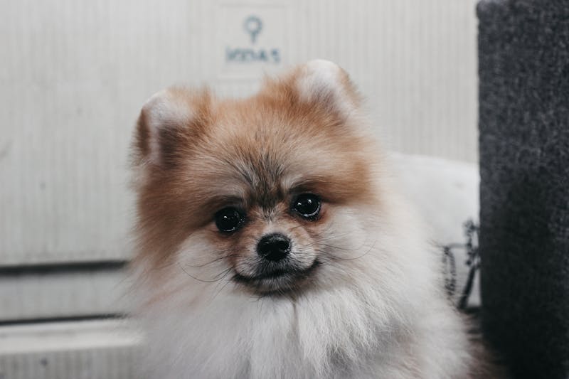 Puppy Photo