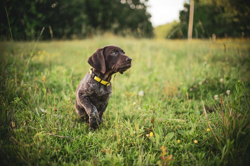 Puppy Photo