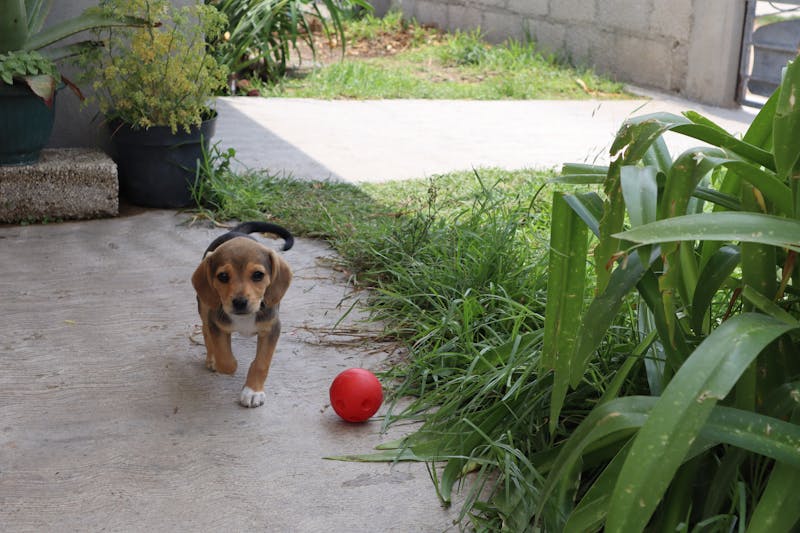 Puppy Photo