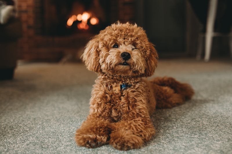 Puppy Photo