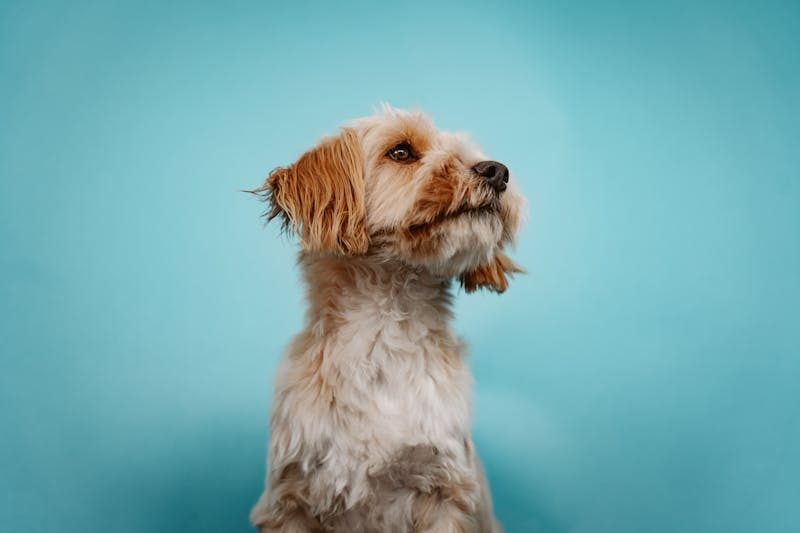 Puppy Photo