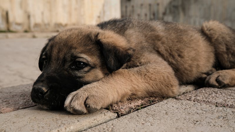 Puppy Photo