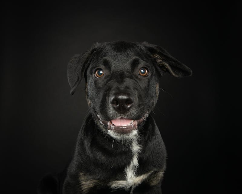 Puppy Photo