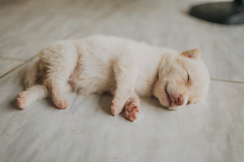 Puppy Photo