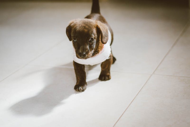 Puppy Photo