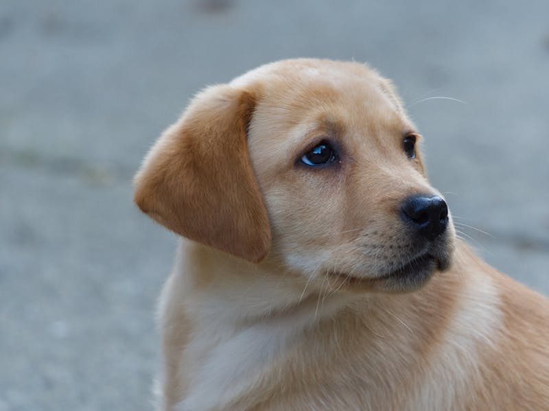 Puppy Photo