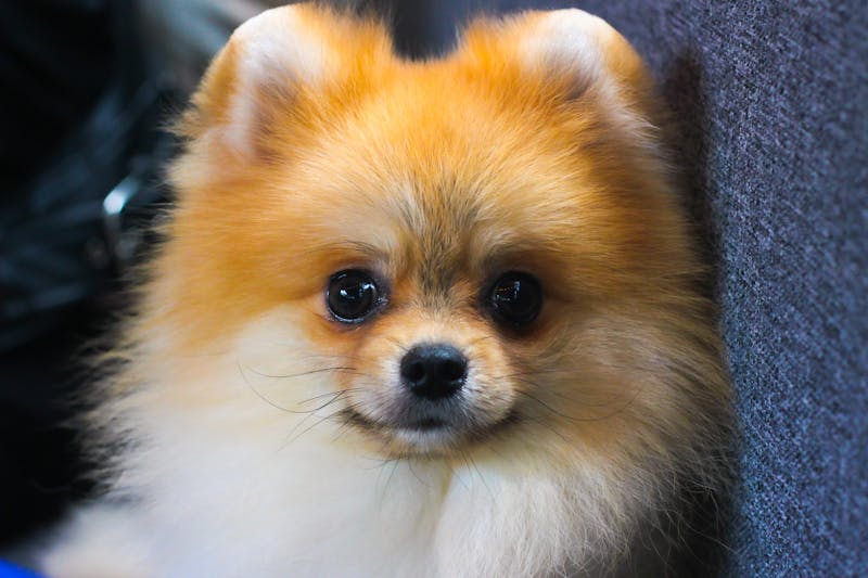 Puppy Photo