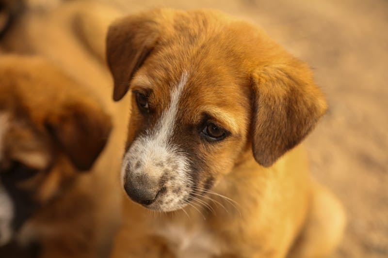Puppy Photo