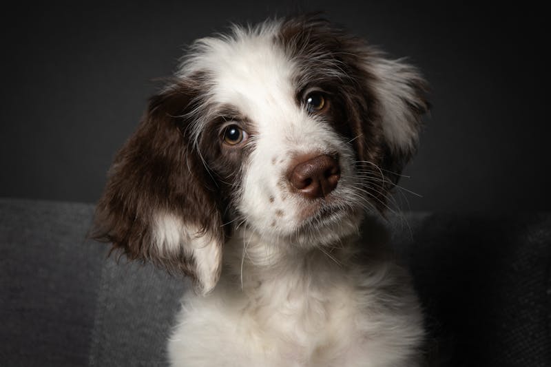 Puppy Photo
