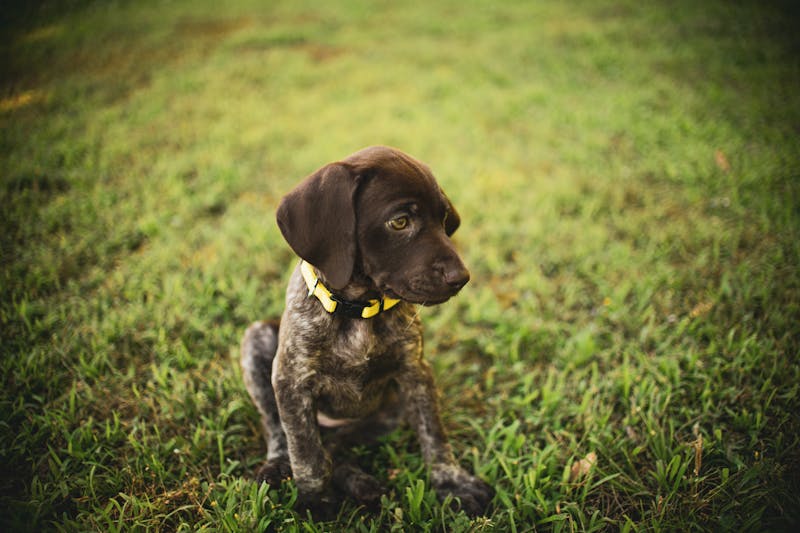 Puppy Photo