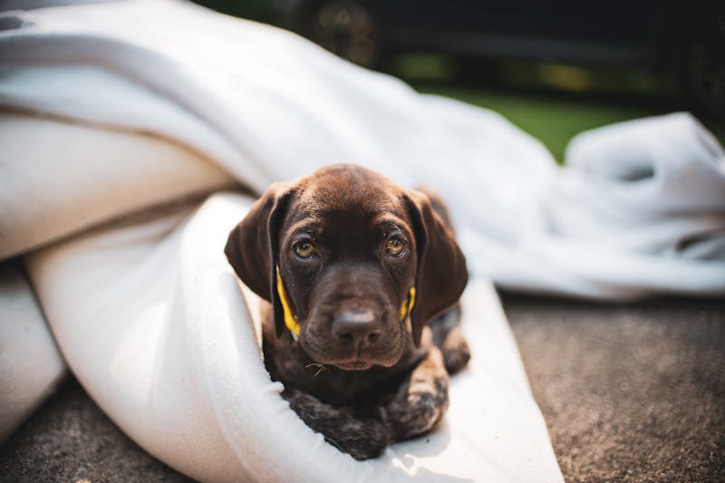 Puppy Photo