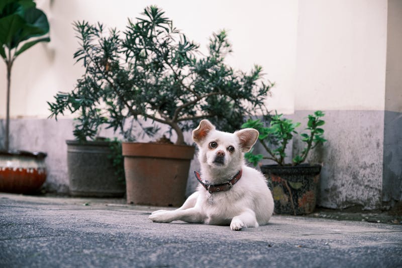 Puppy Photo