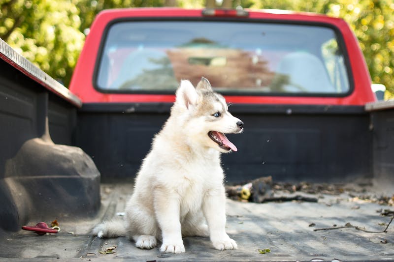 Puppy Photo