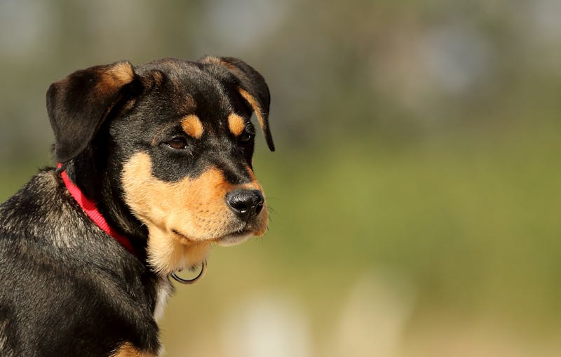 Puppy Photo