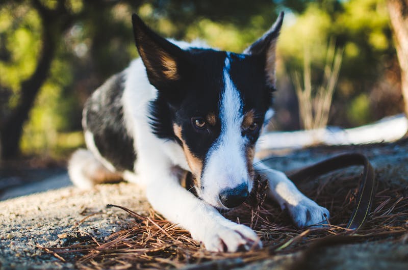 Puppy Photo