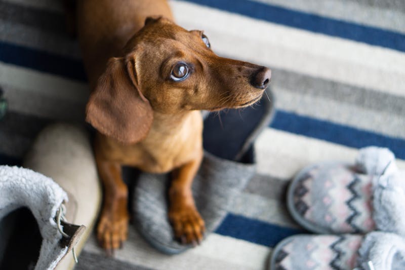 Puppy Photo