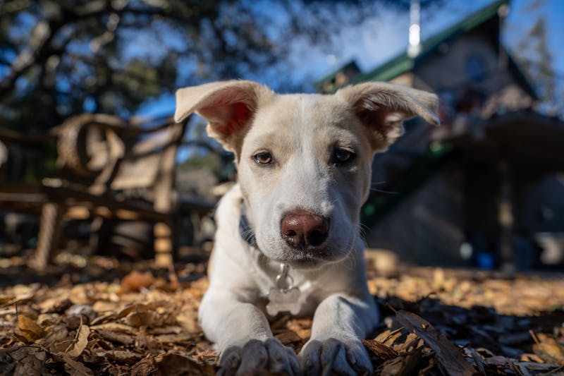 Puppy Photo