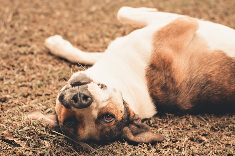 Puppy Photo