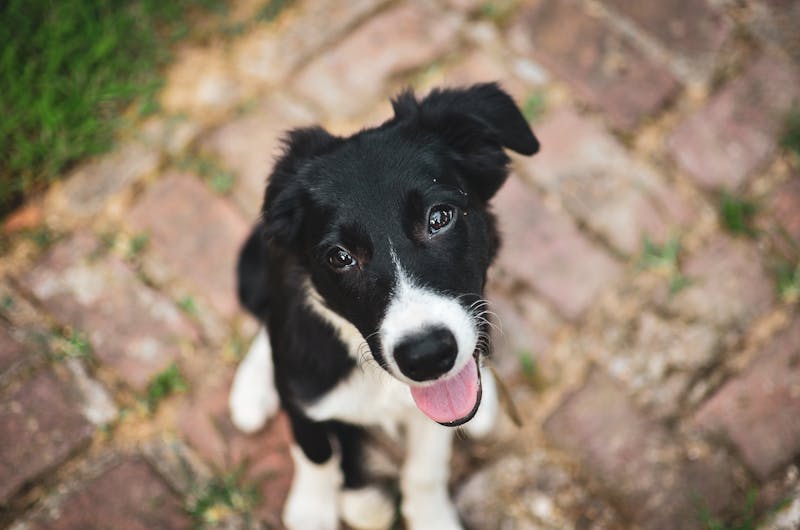 Puppy Photo