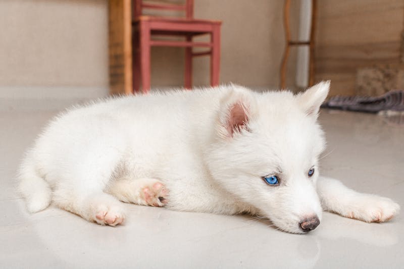 Puppy Photo