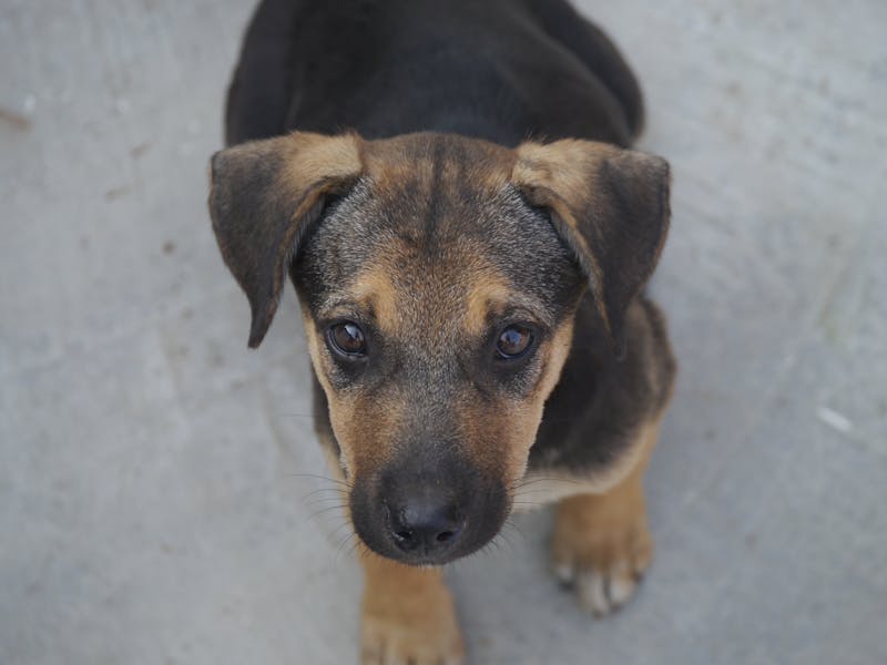 Puppy Photo