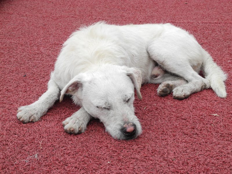 Puppy Photo