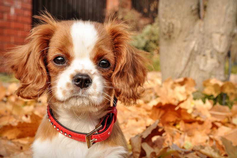 Puppy Photo