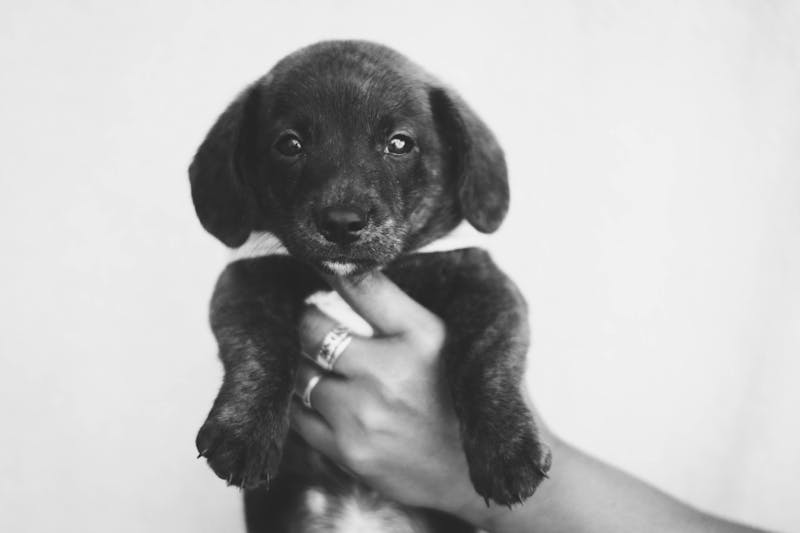 Puppy Photo