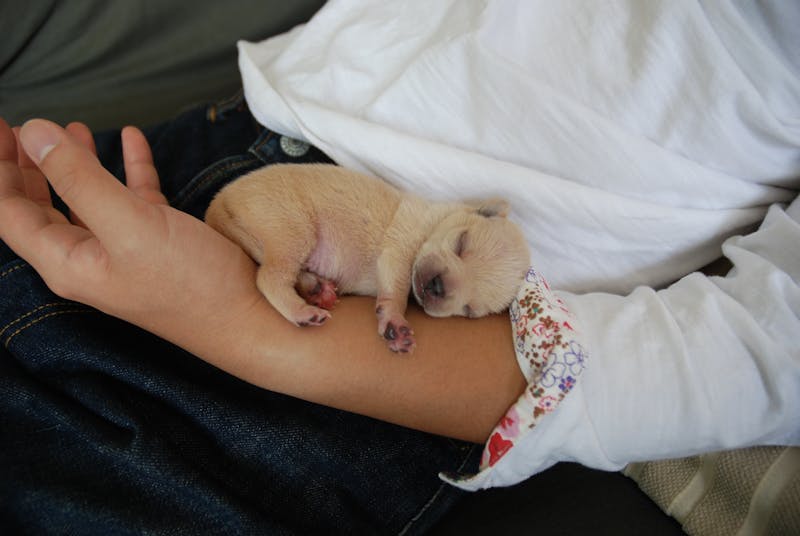 Puppy Photo